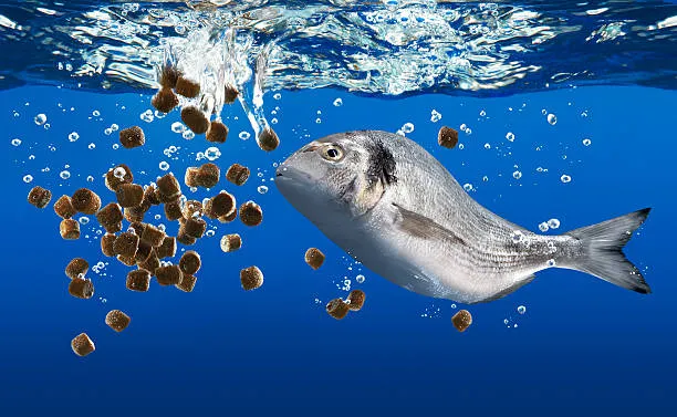 Aquaculture Feed