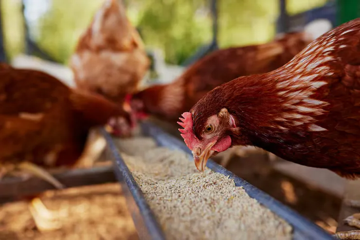 Poultry Feed