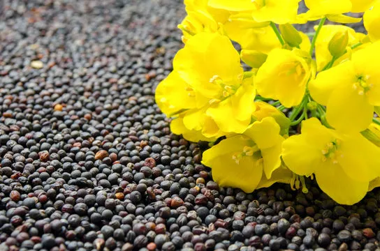 Rapeseed (Canola)