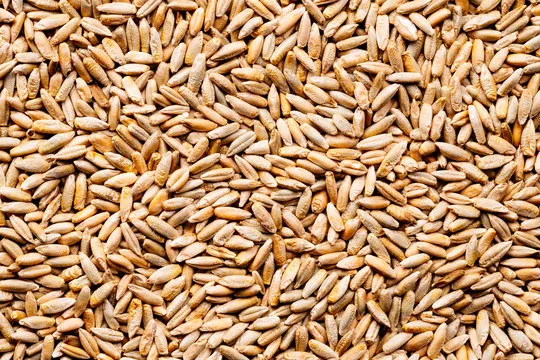Rye